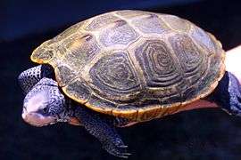 A diamondback terrapin standing on a log with its head raised and body facing left.