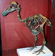 Brown, mounted dodo skeleton