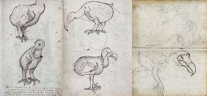 Several pages of a journal containing sketches of live and dead dodos