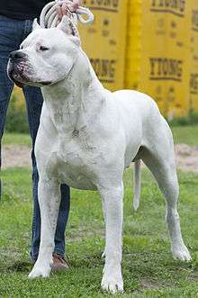profile of a muscular all white male dog standing on grass in front of trees. Very short coat. Reminiscent of a Bulldog.