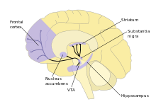 Diagram illustrating dopamine pathways, and brain areas involved.