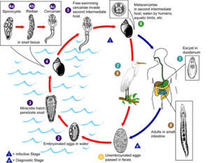 An illustrated life cycle of the Echinostoma parasite, beginning with the emergence of unembryonated eggs from an infected person, and ending with mature adults in a host. The life cycle is described in the adjacent text.