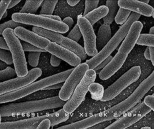 microscopic view of E. Coli