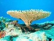Table coral at French Frigate Shoals, Northwestern Hawaiian Islands
