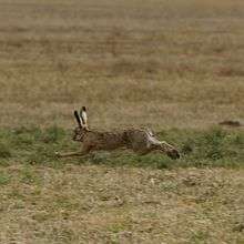 Photograph of a running hare