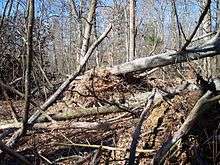 A woodland area with numerous fallen trees
