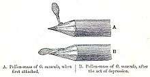 a pencil with a pollen mass attached by its stalk and sticky ball, shown before and after the stalk bends down and forwards.