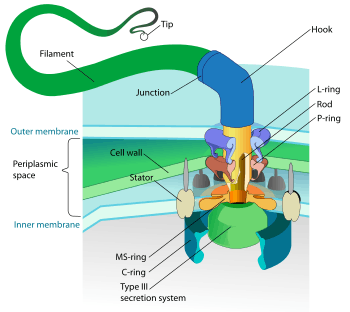 Diagram of a bacterial flagellum