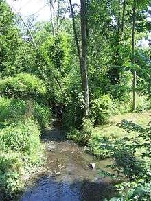 A shallow stream disappears into a lush green canopy of trees and grasses.