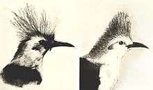 Two hoopoe starling heads