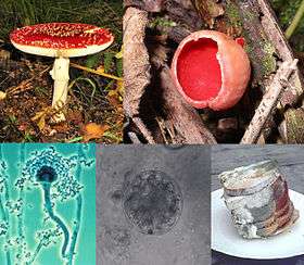 A collage of five fungi (clockwise from top-left): a mushroom with a flat, red top with white-spots, and a white stem growing on the ground; a red cup-shaped fungus growing on wood; a stack of green and white moldy bread slices on a plate; a microscopic, spherical grey semitransparent cell, with a smaller spherical cell beside it; a microscopic view of an elongated cellular structure shaped like a microphone, attached to the larger end is a number of smaller roughly circular elements that collectively form a mass around it