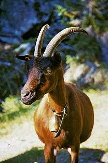 a brown goat with horns and a bell at its neck