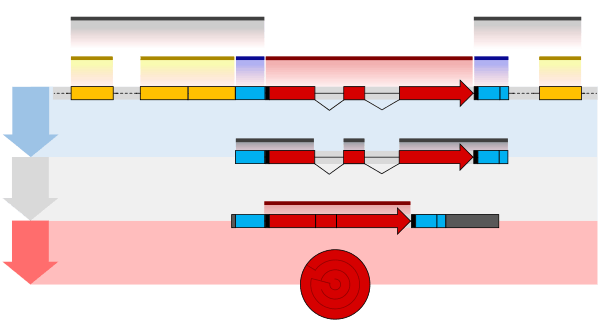 Eukaryote gene structure diagram