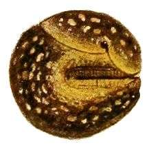 A brown and yellow spotted slug curled up into a tight ball so that its head is withdrawn completely, its mantle edge and tail are nearly touching, and none of its foot surface is exposed