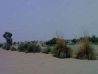 Gharsana tehsil NATURAL VEGETATION