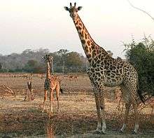 photo of a giraffe mother and calf