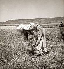 Woman bent over, picking up leftover grain