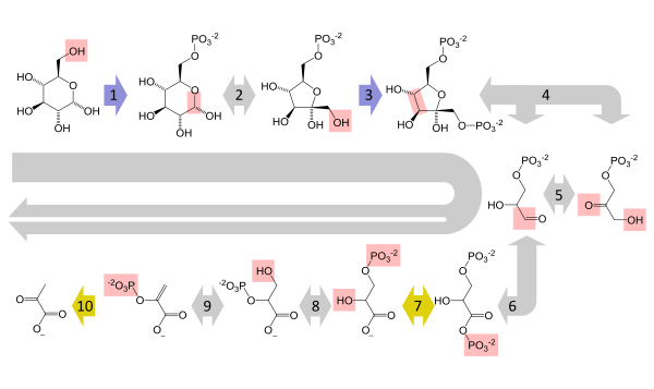 A summary pathway diagram of glycolysis, showing the multi-step conversion of glucose to pyruvate. Each step in the pathway is catalysed by a unique enzyme.
