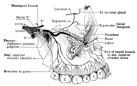 Anatomical diagram of the upper jaw