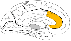 Anterior cingulate cortex