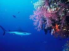 Photo of shark swimming next to large, brightly colored coral head