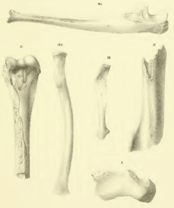 Four thinner (more gracile) forelimb bones, including the radius, ulna, and other fragments, from Hadropithecus stenognathus compared to two robust (thicker) fragments of the same bones from Megaladapis insignis