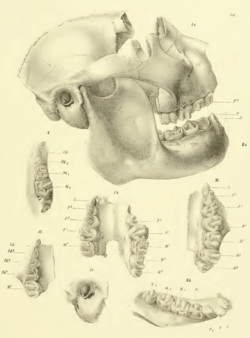 A reconstructed skull (missing part of the frontal bone) showing a shortened face and massive jaw. Six smaller drawings below it show various teeth and the auditory bulla.