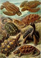 Fanciful drawing showing seven turtles, with a variety of carapaces and body shapes