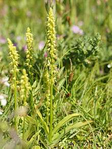 spires of small flowers among grass