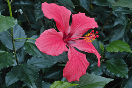 Hibiscus rosa-sinensis flower in private Austrian garden on 2016-03-20.png