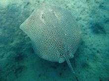 A stingray with its entire back covered by crowded dark spots, swimming over a sandy bottom