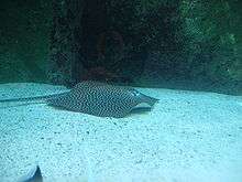 A dark-spotted stingray in an aquarium with a sandy bottom and a rocky far wall