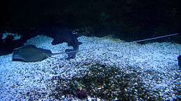 A spotted stingray with a long tail, lying on sand with a nurse shark in an aquarium