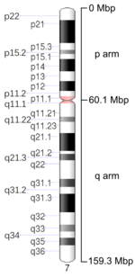 Map of Chromosome 7