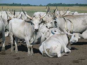 a group of long-horned grey-white cattle