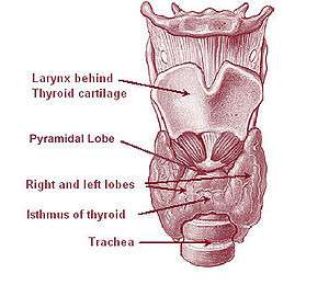 Location of the thyroid gland in the neck