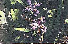 Purple flowers among green stems