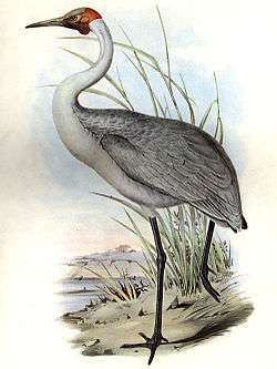 Gould lithograph of a brolga