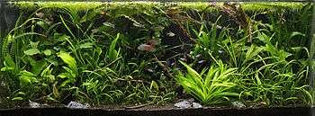 Aquarium densely filled with plants, some of which have rosettes of strap-like leaves, and the leaves are intertwined with one another. Some red and blue fishes of various sizes are swimming around.