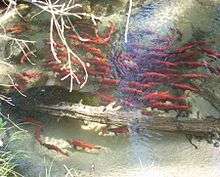 A photo of a school of Kokanee salmon in breeding coloration from above