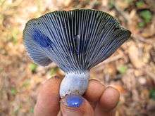 The finger of a hand are holding a light blue mushroom. On the tip of the thumb is a bright-blue colored substance somewhat resembling paint. Two fingertip-sized areas on the under surface of the mushroom have a dark blue discoloration.