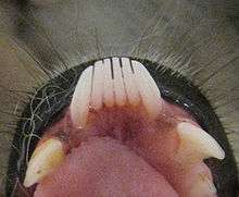 The bottom, front six teeth of a ring-tailed lemur lying flat in the mouth and finely spaced like teeth on a comb.
