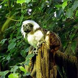 Monkey facing left, with black face, white on most of the rest of the front, and dark in the rear