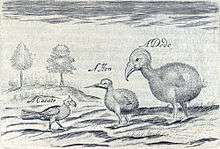 Crude sketch of three terrestrial birds, captioned with the words "a Cacato, a Hen, a Dodo"