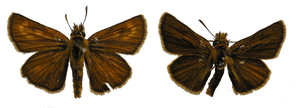 Two butterflies side-by-side. The left (female) is dark brown, with lighter circles on the top wings. The right (male) is darker, and the circles are less visible