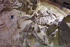 Partially-excavated mammoth skeleton, 26,000 years old
