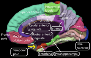 medial view of the right cerebral hemisphere showing the entorhinal cortex near the base of the temporal lobe.