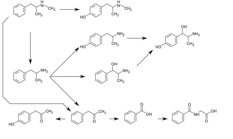 Graphic of several routes of methamphetamine metabolism