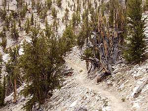 Forest of gnarled pine trees with sandy soil between them