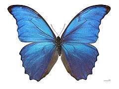 Morpho butterfly.